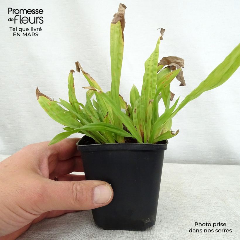 Carex plantaginea Vasetto da 8/9 cm esemplare consegnato in primavera