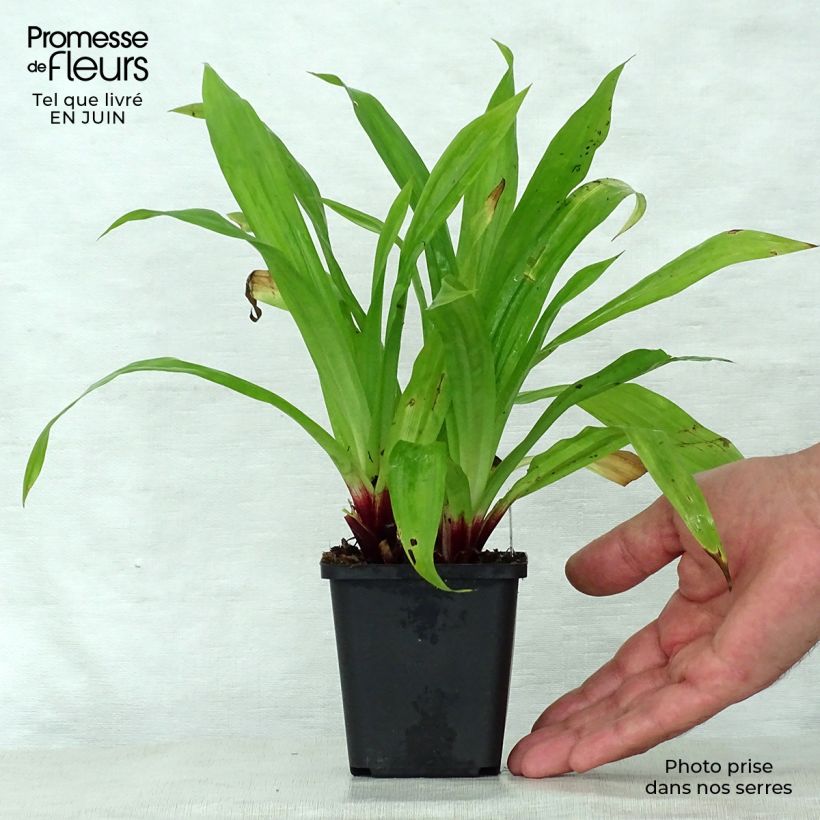 Esemplare di Carex plantaginea Vasetto da 8/9 cm consegnato in estate