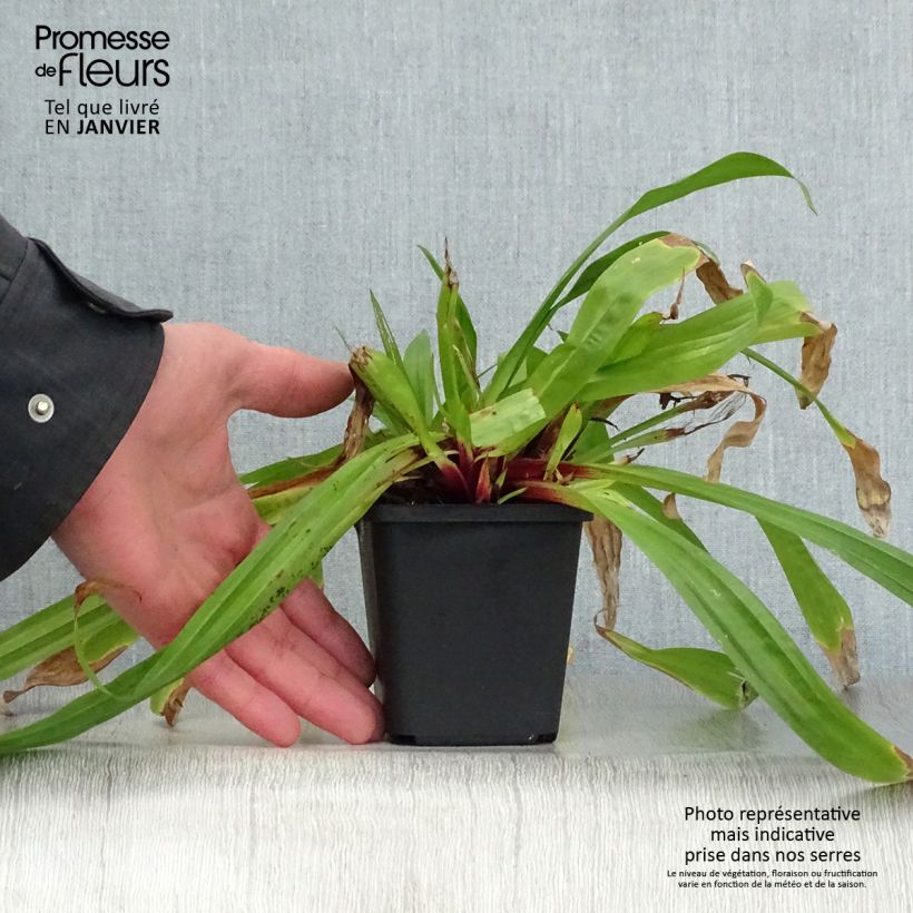 Carex plantaginea Vasetto da 8/9 cm esemplare consegnato in inverno