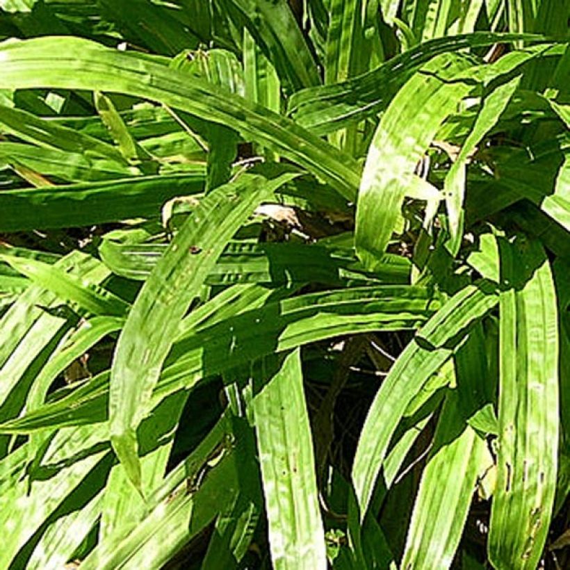 Carex plantaginea (Fogliame)