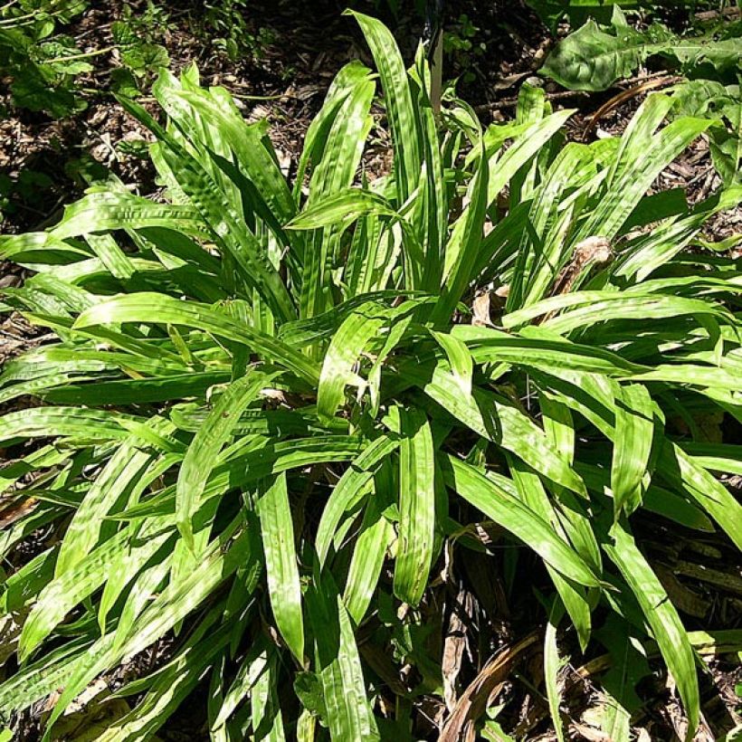 Carex plantaginea (Porto)