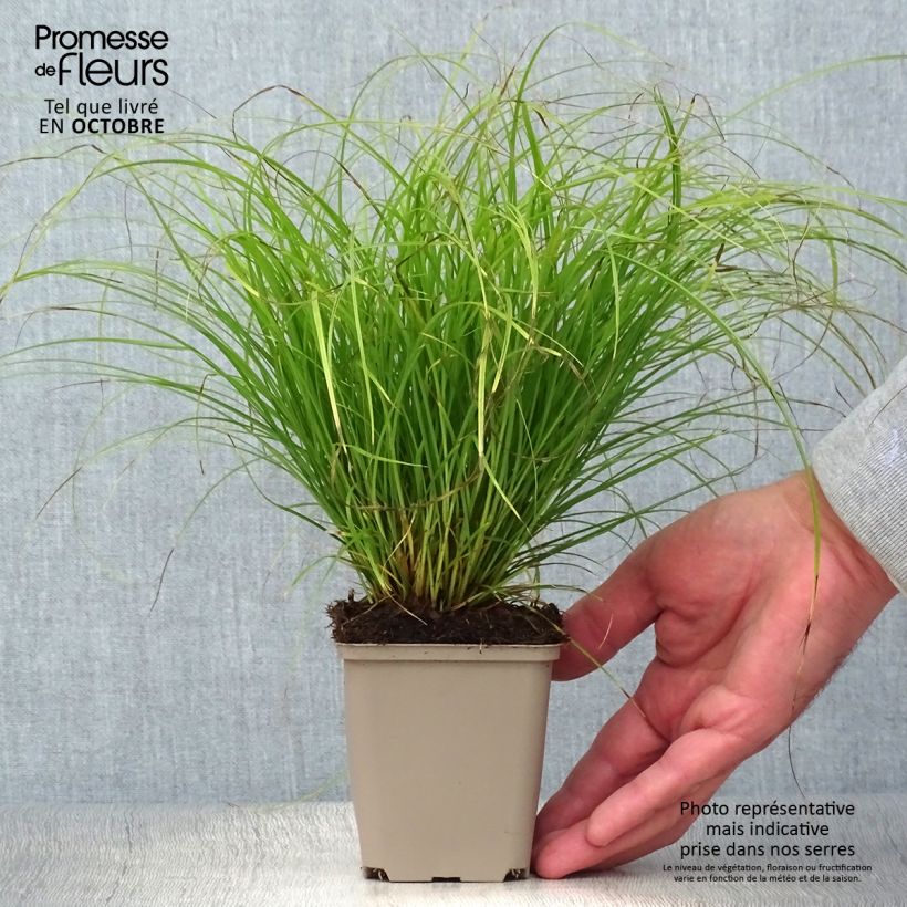 Esemplare di Carex remota Vasetto da 8/9 cm come consegnato in autunno