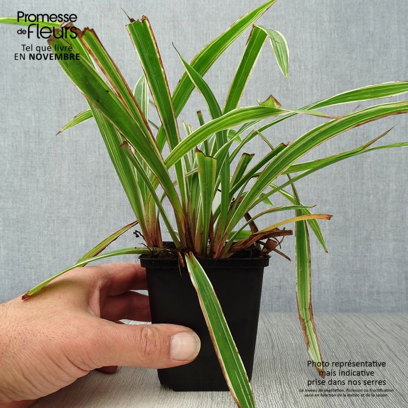 Esemplare di Carex siderosticta Variegata Vasetto da 8/9 cm come consegnato in autunno