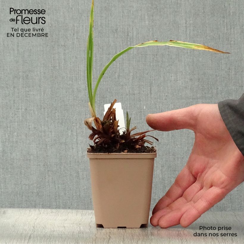 Carex siderosticta Variegata Vasetto da 8/9 cm esemplare consegnato in inverno