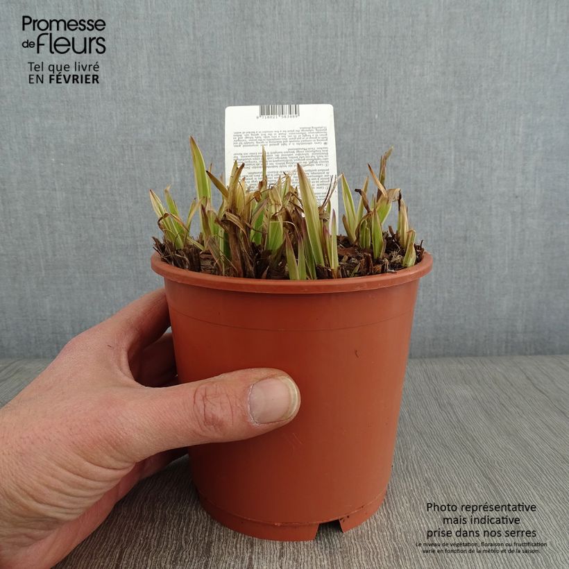 Carex siderosticta Variegata Vaso da 1L/1,5L esemplare consegnato in inverno