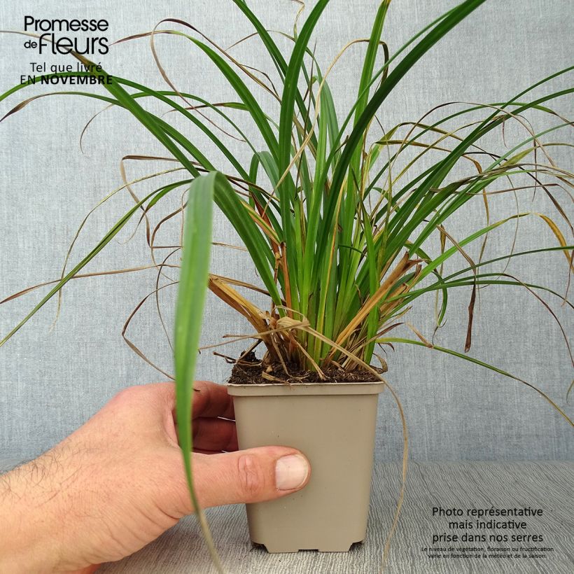Esemplare di Carex sylvatica Vasetto da 8/9 cm come consegnato in autunno