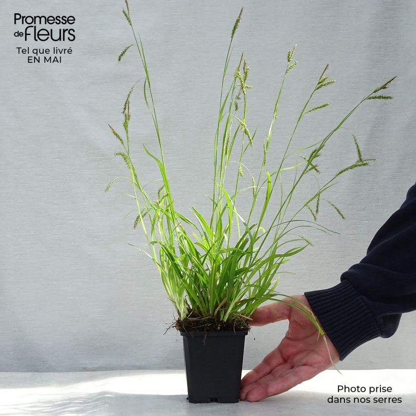 Carex sylvatica Vasetto da 8/9 cm esemplare consegnato in primavera