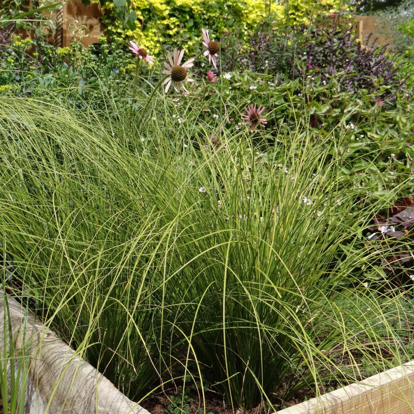 Carex testacea Lime Shine (Porto)