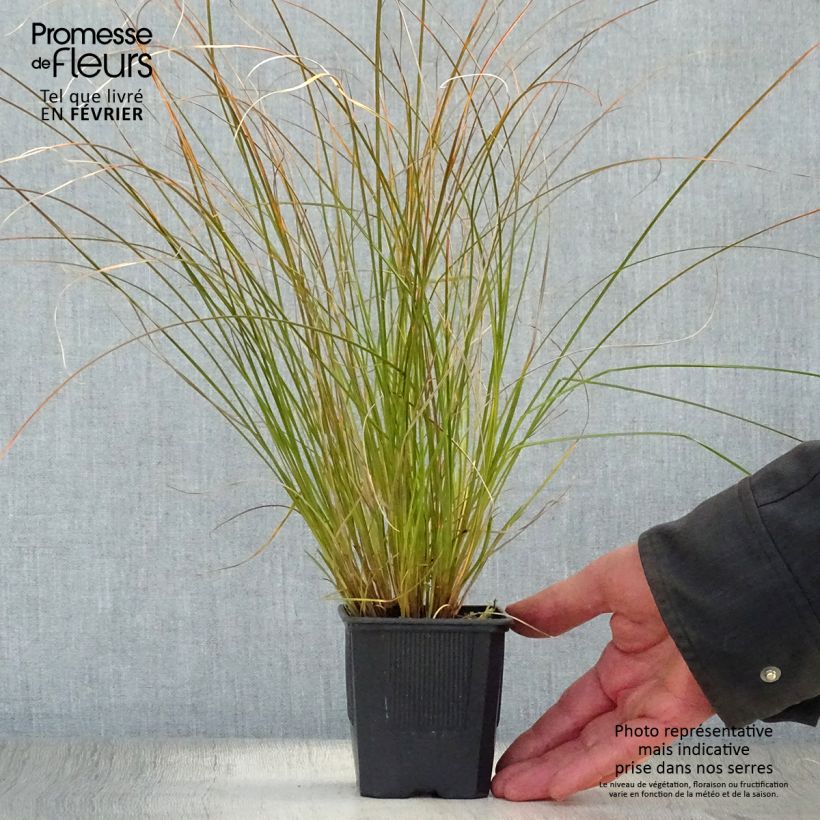 Carex testacea Lime Shine Vasetto da 8/9 cm esemplare consegnato in inverno