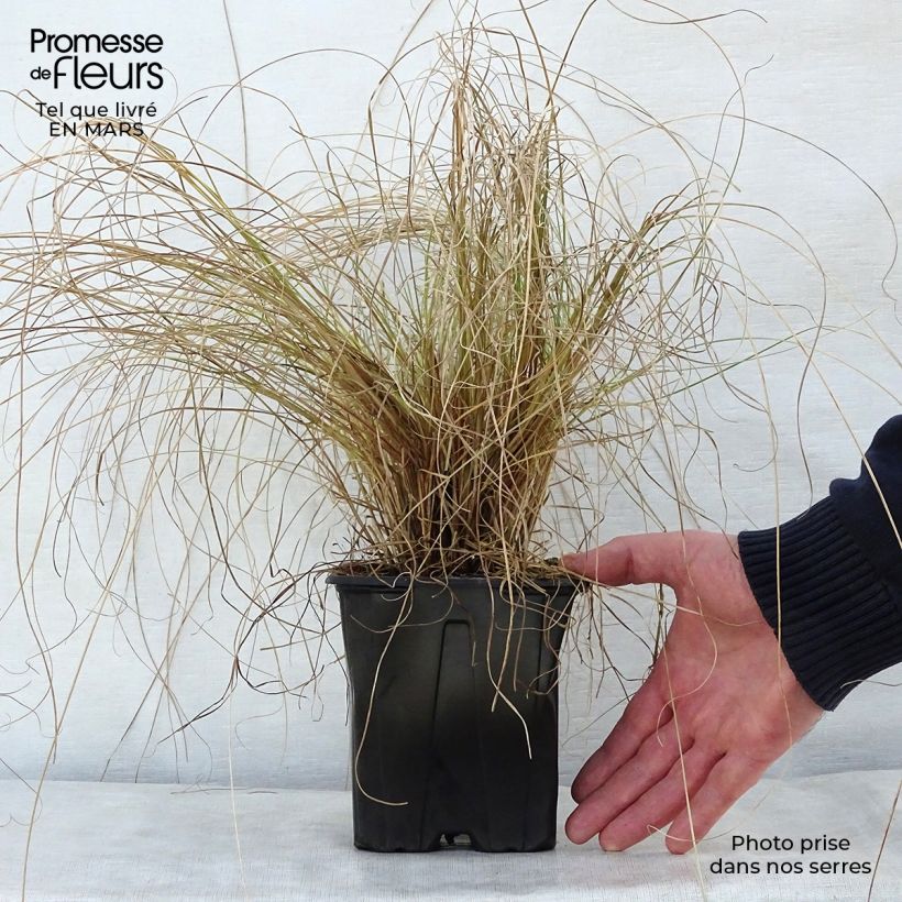 Carex testacea Lime Shine Vaso da 2L/3L esemplare consegnato in primavera