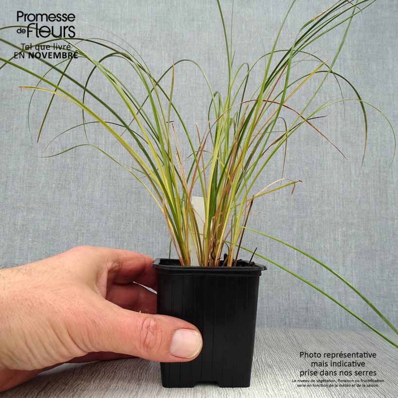 Esemplare di Carex testacea Prairie Fire Vasetto da 8/9 cm come consegnato in autunno