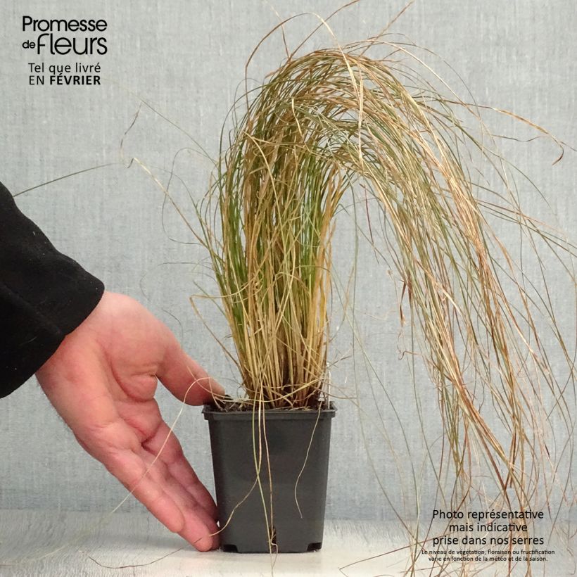 Carex testacea Prairie Fire Vasetto da 8/9 cm esemplare consegnato in inverno