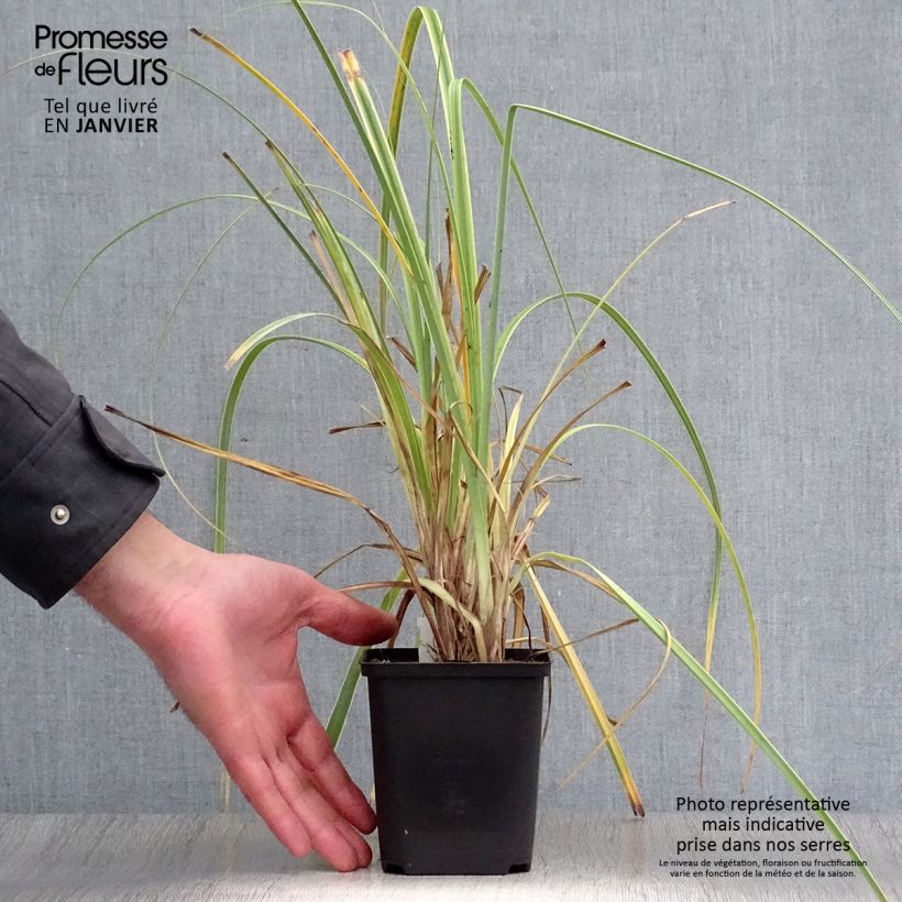 Carex trifida Rekohu Sunrise Vasetto da 8/9 cm esemplare consegnato in inverno