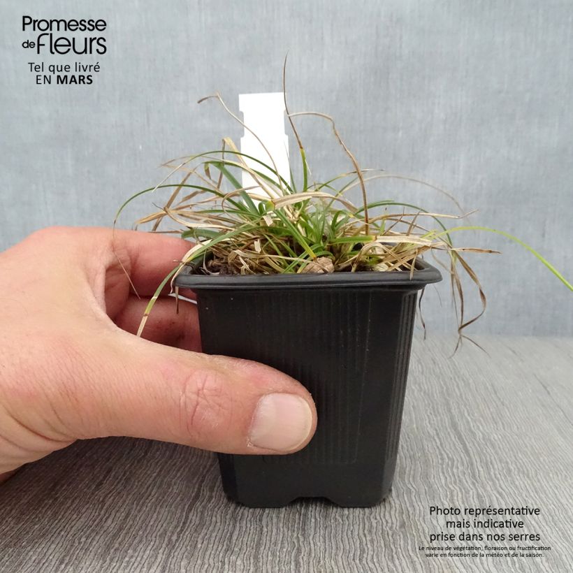 Carex umbrosa - Carice ombrosa Vasetto da 8/9 cm esemplare consegnato in primavera