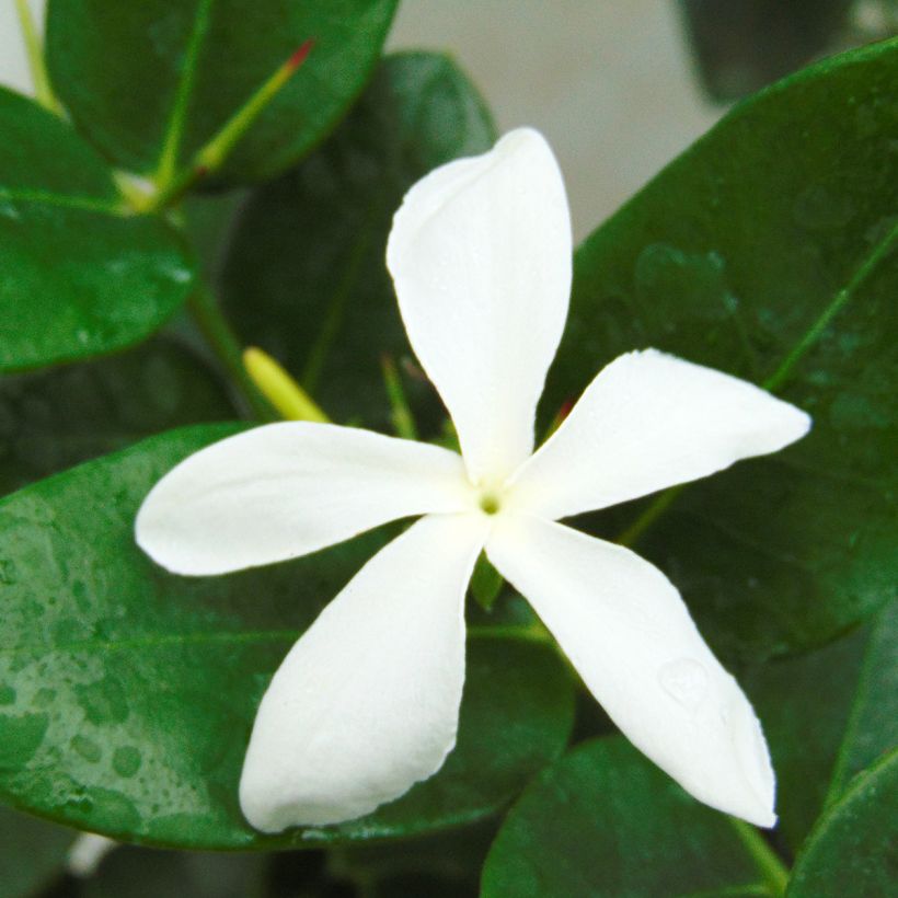 Carissa macrocarpa - Prugna del Natal (Fioritura)