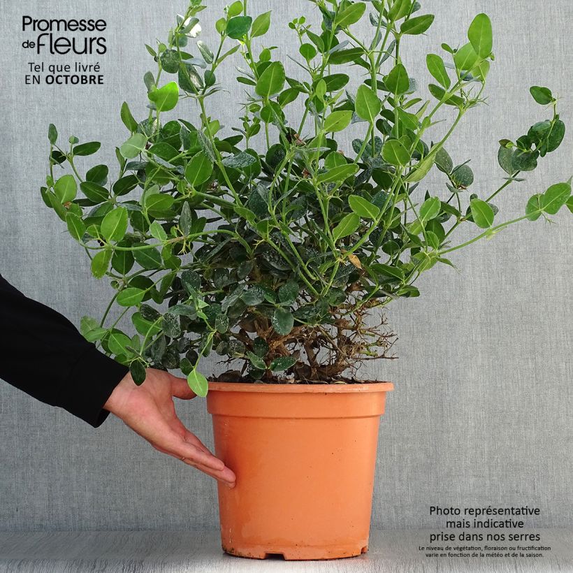 Esemplare di Carissa macrocarpa Prostrata - Prugna del Natal Vaso da 7,5L/10L come consegnato in autunno