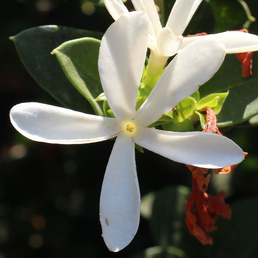 Carissa macrocarpa Prostrata - Prugna del Natal (Fioritura)