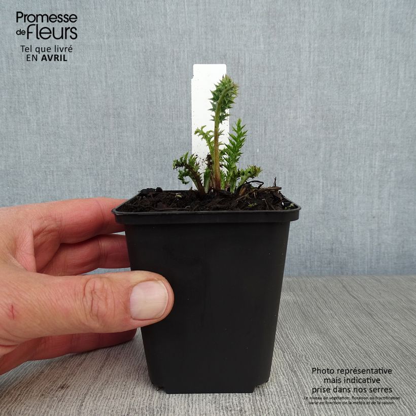 Carlina acaulis subsp. simplex Bronze - Carlina bianca Vasetto da 8/9 cm esemplare consegnato in primavera