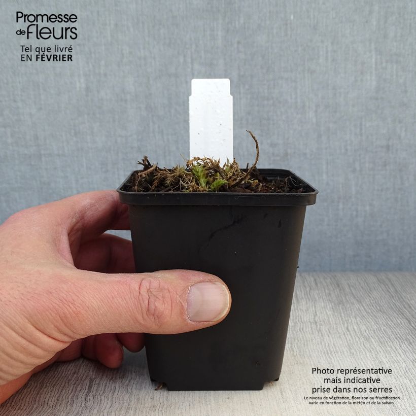 Carlina acaulis subsp. simplex - Carlina bianca Vasetto da 8/9 cm esemplare consegnato in inverno