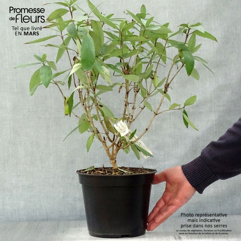 Carpenteria californica Bodnant Vaso da 3L/4L esemplare consegnato in primavera