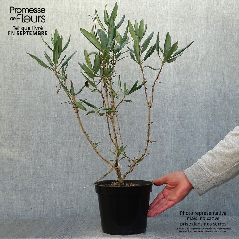 Esemplare di Carpenteria californica Bodnant Vaso da 3L/4L come consegnato in autunno