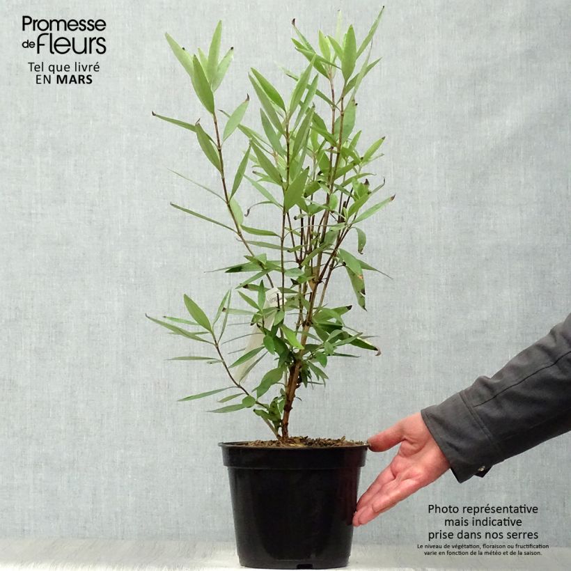 Carpenteria californica Vaso da 3L/4L esemplare consegnato in primavera