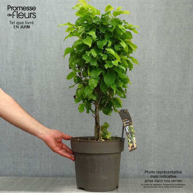 Carpinus betulus Fastigiata Monument - Carpino bianco Vaso da 6L/7L esemplare consegnato in primavera