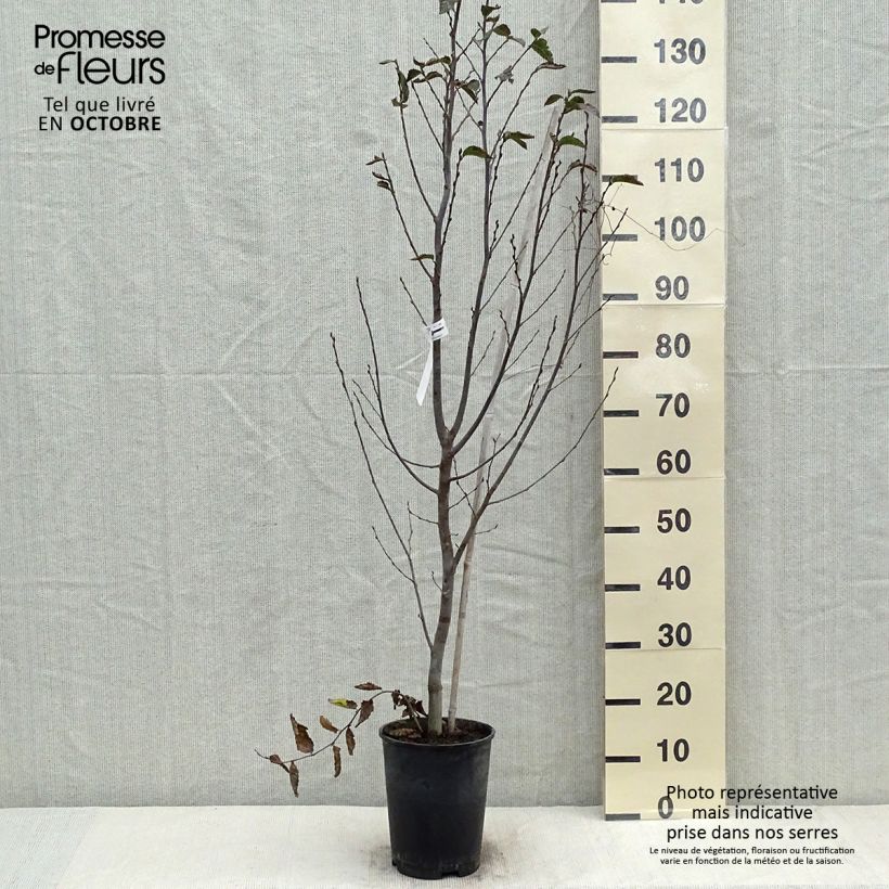Esemplare di Carpinus betulus Orange Retz - Carpino bianco Vaso da 4L/5L come consegnato in autunno