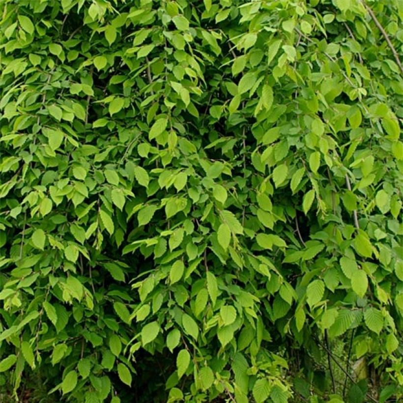 Carpinus betulus Pendula - Carpino bianco (Fogliame)