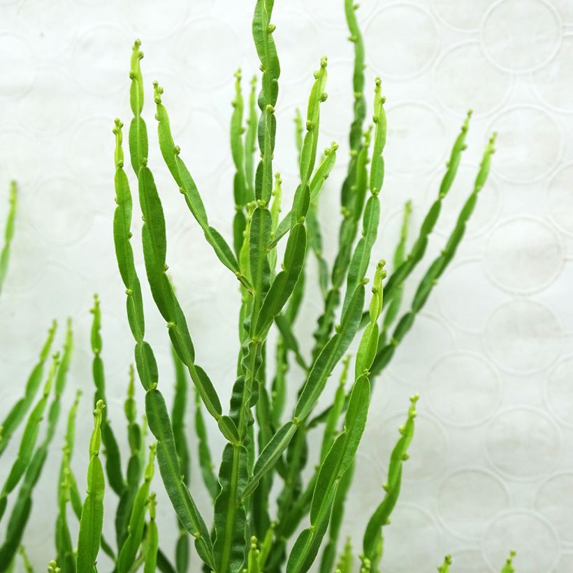 Baccharis genistelloides (Fogliame)
