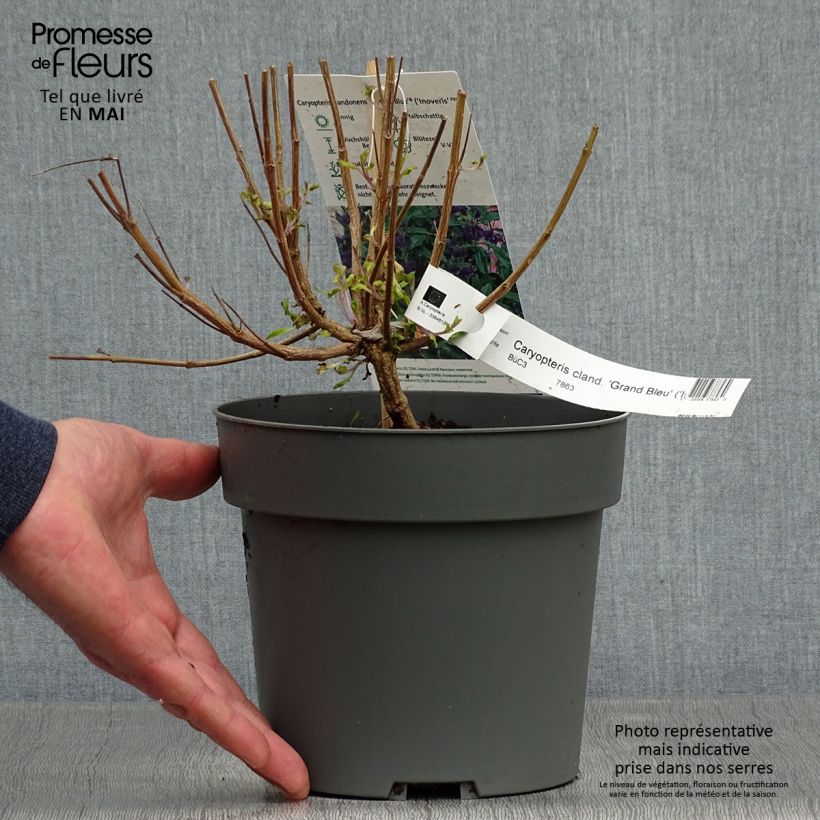 Caryopteris clandonensis Grand Bleu Vaso da 2L/3L esemplare consegnato in primavera