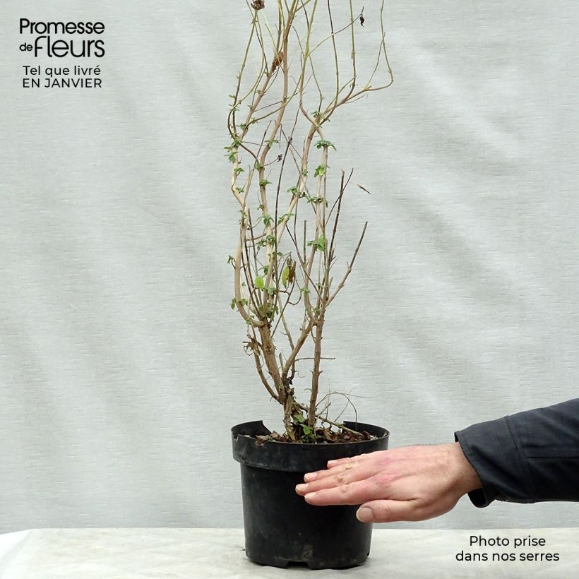 Caryopteris clandonensis Hint of Gold Vaso da 3L/4L esemplare consegnato in inverno