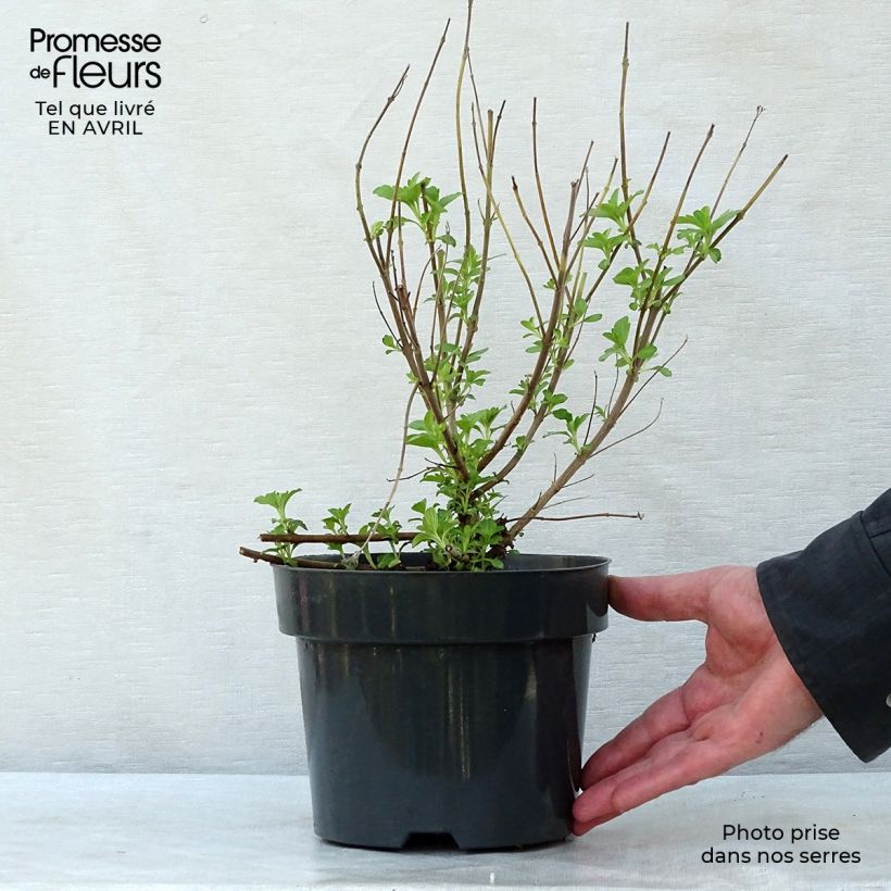 Caryopteris clandonensis Hint of Gold Vaso da 3L/4L esemplare consegnato in primavera