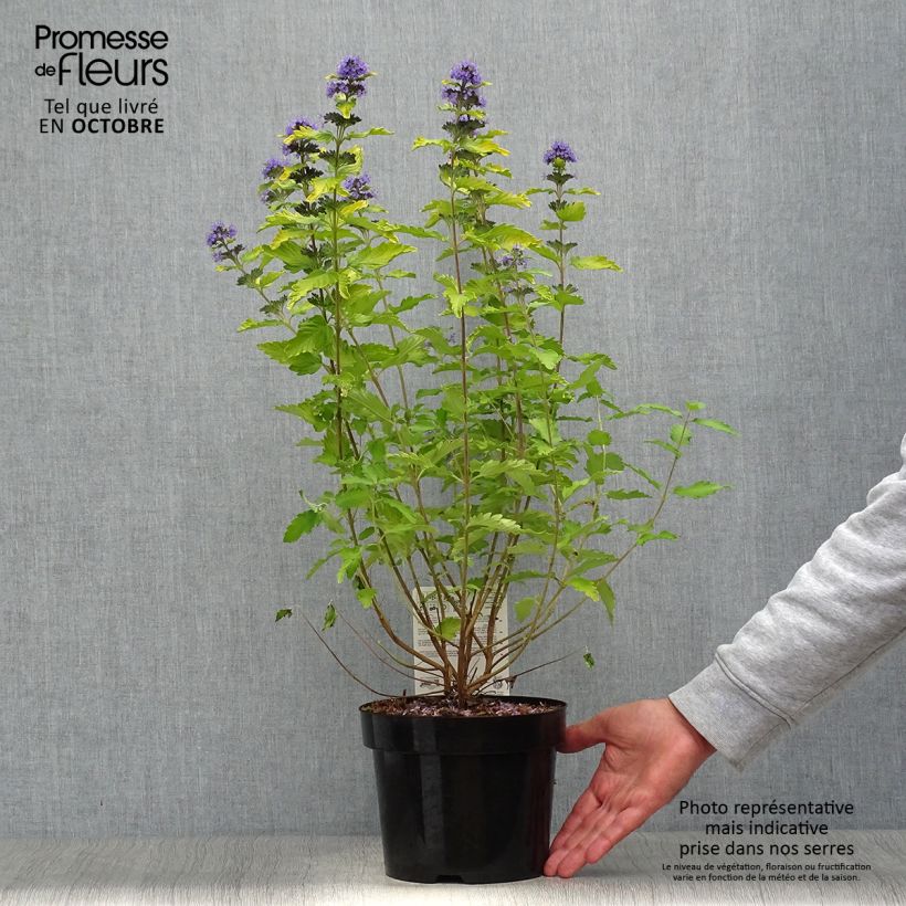 Esemplare di Caryopteris clandonensis Hint of Gold Vaso da 3L/4L come consegnato in autunno