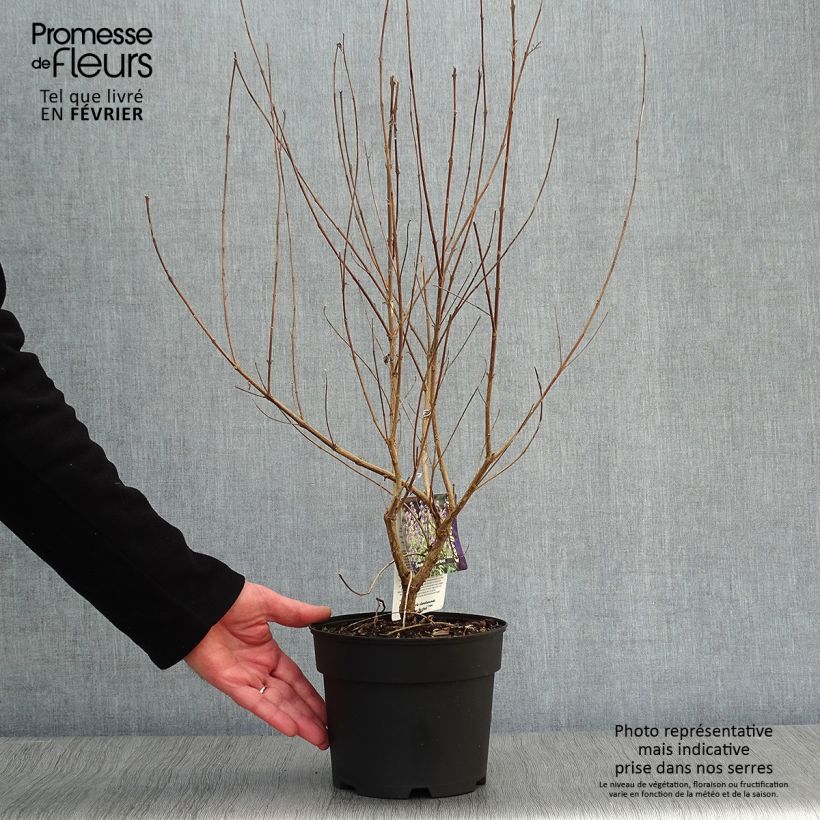 Caryopteris clandonensis Summer Sorbet Vaso da 3L/4L esemplare consegnato in inverno