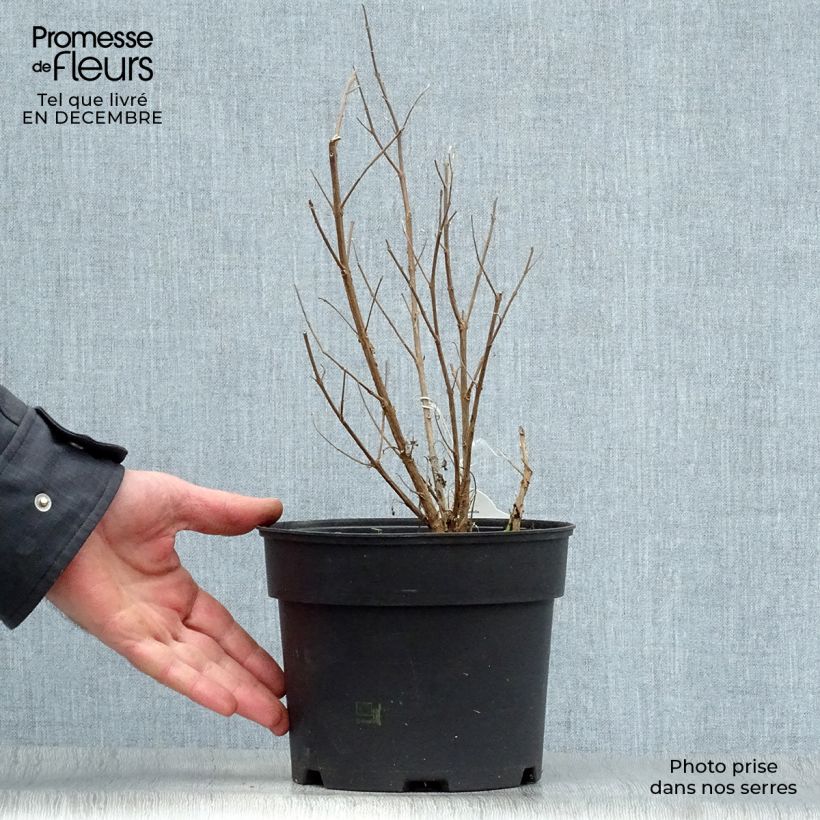 Caryopteris clandonensis White Surprise Vaso da 2L/3L esemplare consegnato in inverno