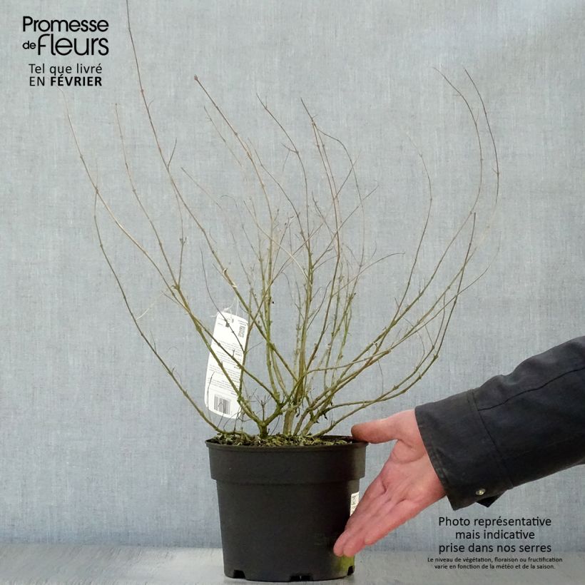 Caryopteris clandonensis Worcester Gold Vaso da 2L/3L esemplare consegnato in inverno