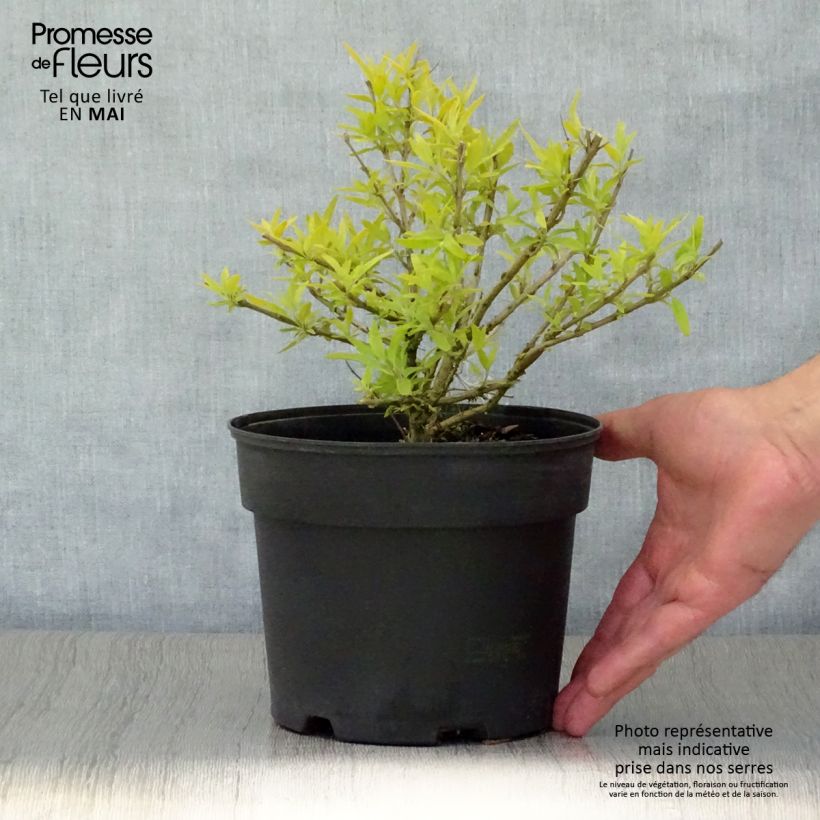 Caryopteris clandonensis Worcester Gold Vaso da 2L/3L esemplare consegnato in primavera