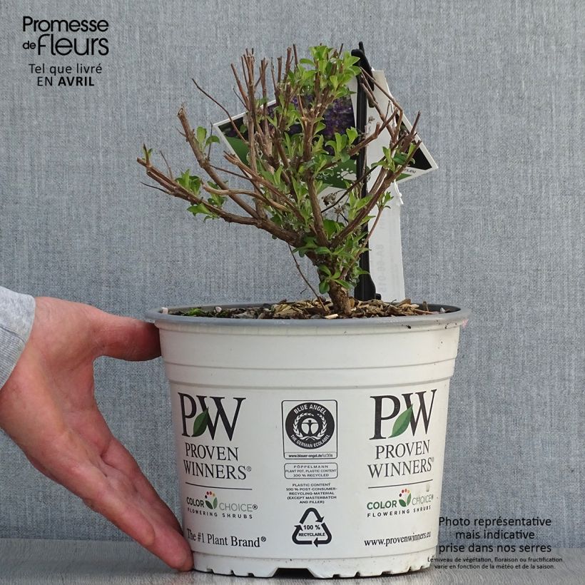 Caryopteris clandonensis Beyond Midnight Vaso da 3L/4L esemplare consegnato in primavera