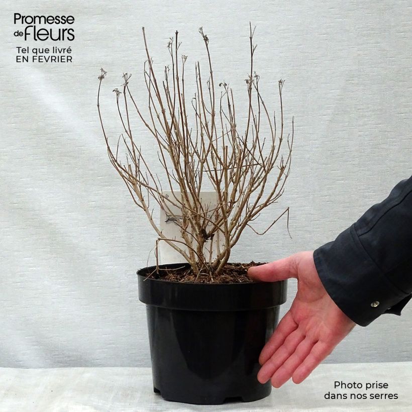 Caryopteris clandonensis First Choice Vaso da 2L/3L esemplare consegnato in inverno