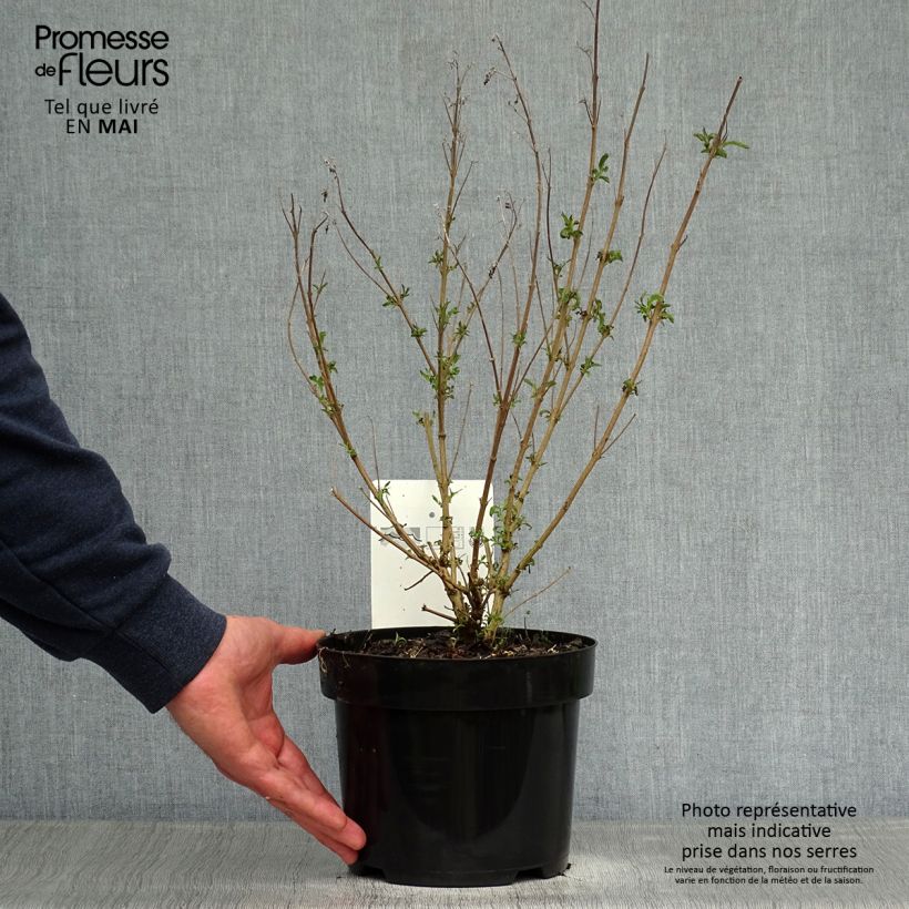 Caryopteris clandonensis First Choice Vaso da 2L/3L esemplare consegnato in primavera