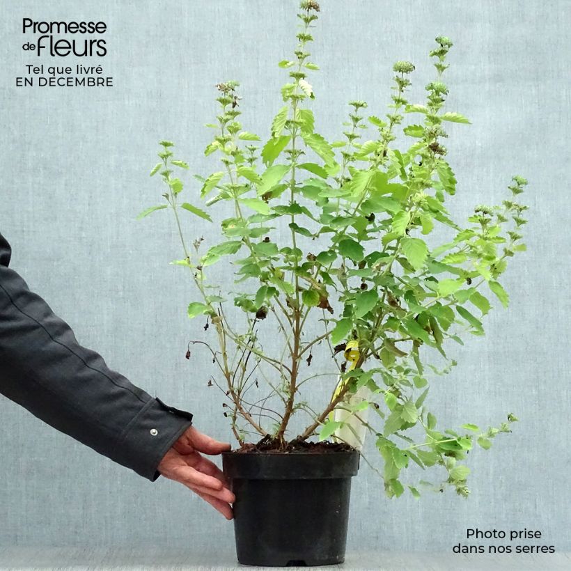 Caryopteris clandonensis Good as Gold Vaso da 2L/3L esemplare consegnato in inverno