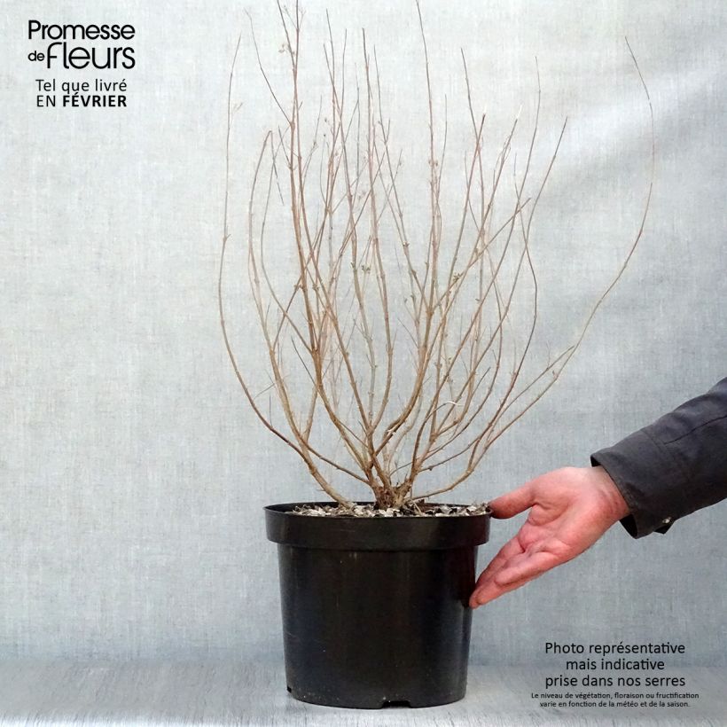 Caryopteris clandonensis Heavenly Blue Vaso da 7,5L/10L esemplare consegnato in inverno