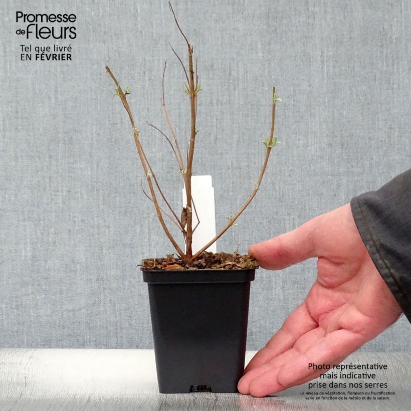 Caryopteris clandonensis Heavenly Blue Vasetto da 8/9 cm esemplare consegnato in inverno