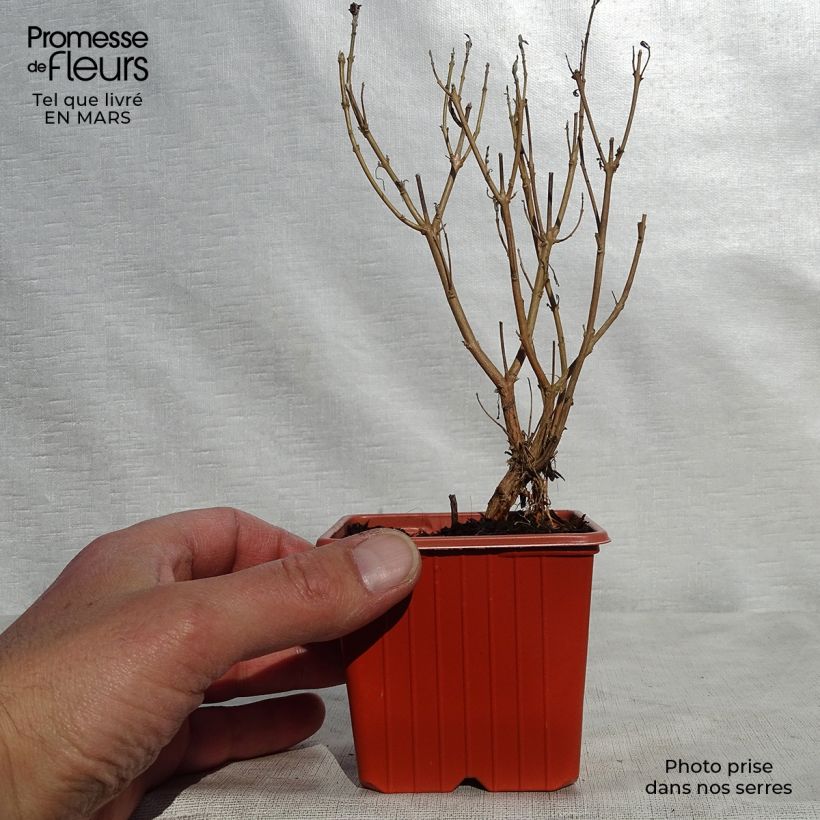 Caryopteris clandonensis Heavenly Blue Vasetto da 8/9 cm esemplare consegnato in primavera