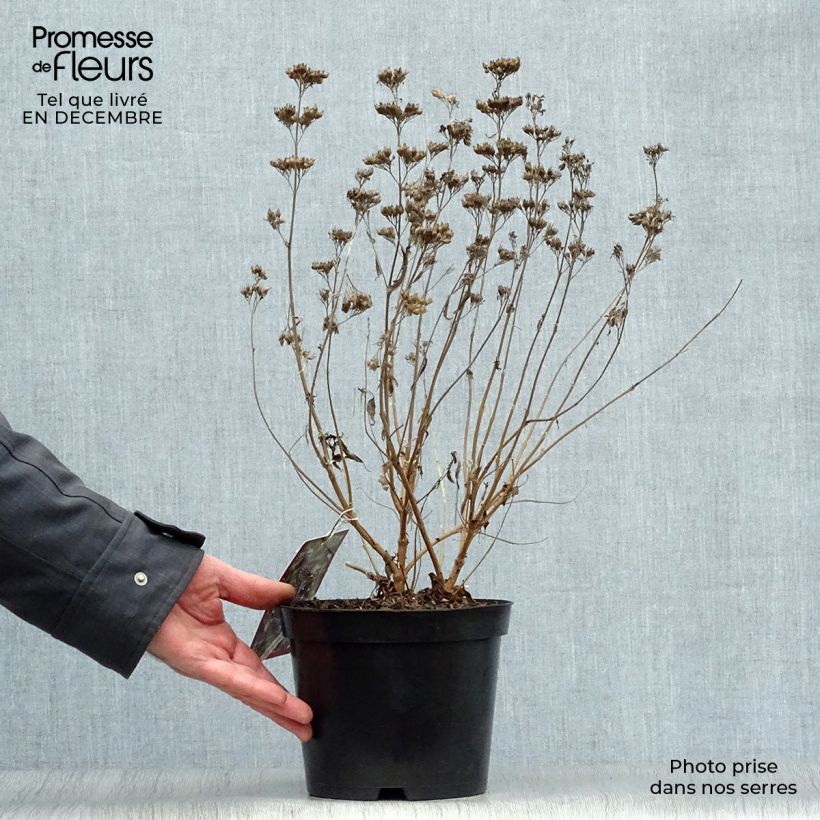 Caryopteris clandonensis Heavenly Blue Vaso da 2L/3L esemplare consegnato in inverno