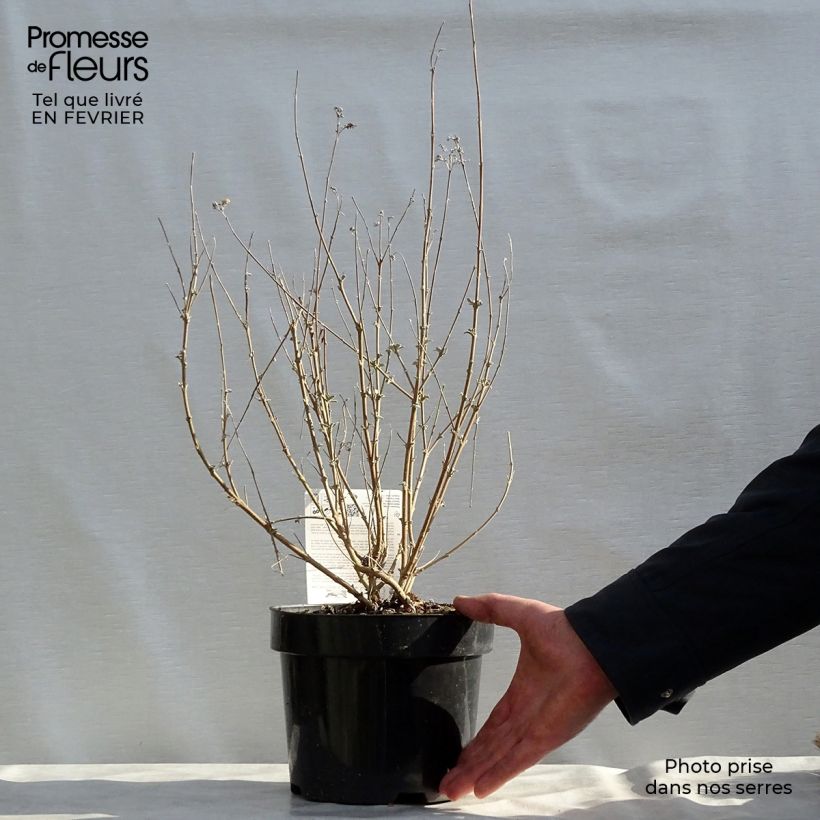 Caryopteris clandonensis Pink Perfection Vaso da 2L/3L esemplare consegnato in inverno