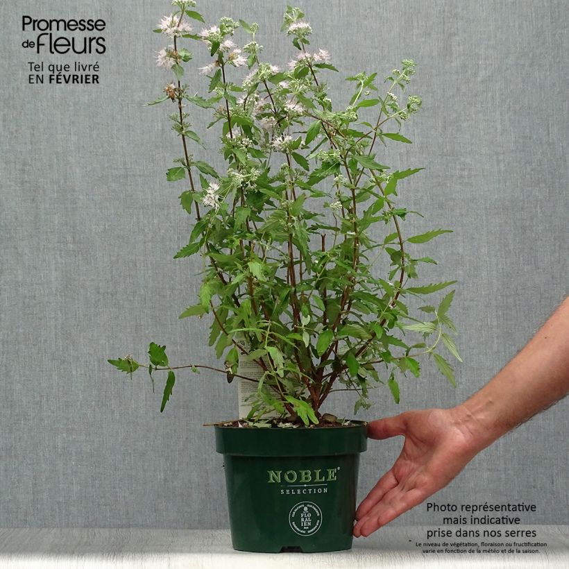 Esemplare di Caryopteris clandonensis Pink Perfection Vaso da 2L/3L come consegnato in autunno