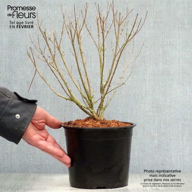 Caryopteris clandonensis Stephi Vaso da 3L/4L esemplare consegnato in inverno