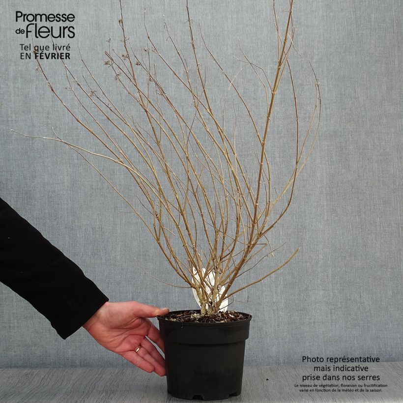 Caryopteris clandonensis Sterling silver Vaso da 2L/3L esemplare consegnato in inverno